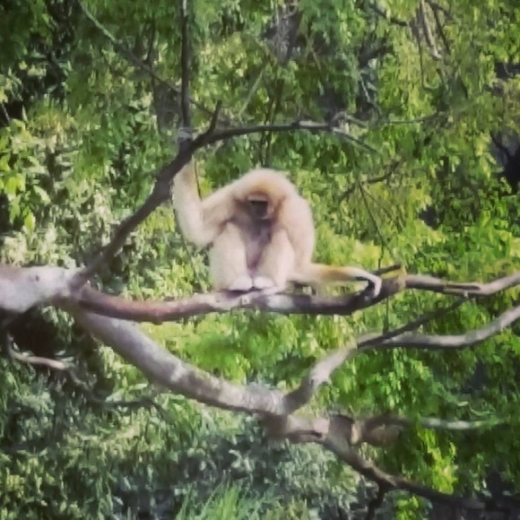 Hello,hello! Gilded Gibbon here! - Picture 2 of 2